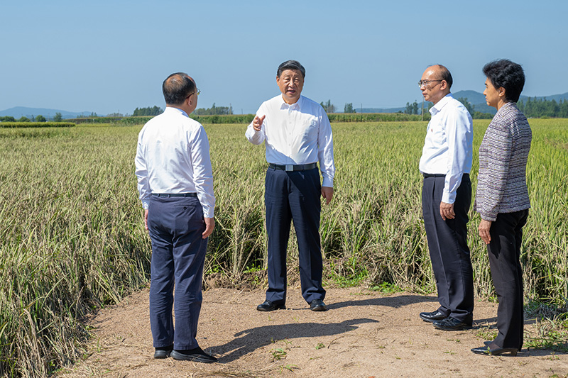 9月6日至8日，中共中央總書記、國家主席、中央軍委主席習(xí)近平在黑龍江考察。這是7日上午，習(xí)近平在遭受洪澇災(zāi)害的哈爾濱尚志市老街基鄉(xiāng)龍王廟村，察看水稻受災(zāi)情況。